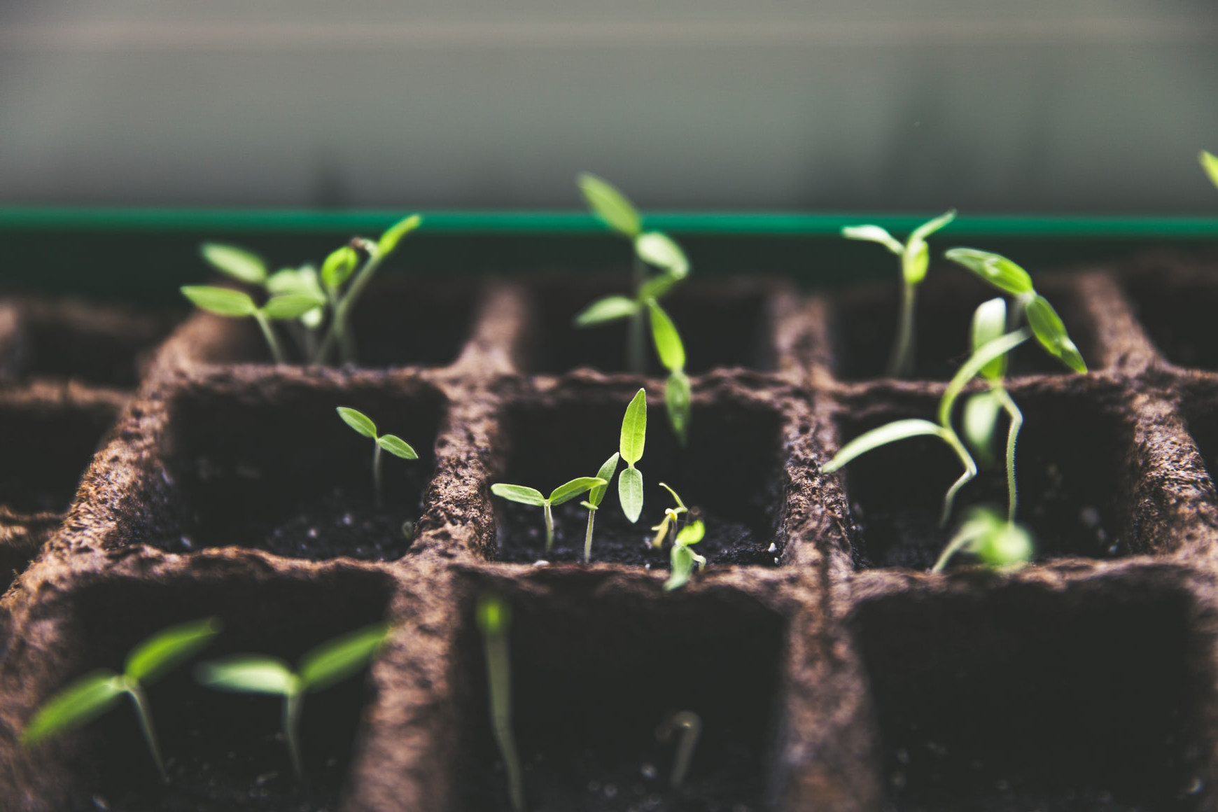 Is Fireplace Ash good for the Garden? (User’s Guide)