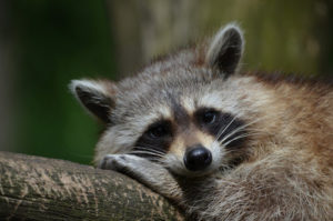 Raccoon